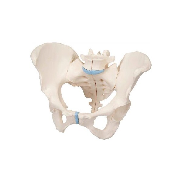 Fabrication Enterprises 3B Anatomical Model - Female Pelvis, 3-Part 976265 - main